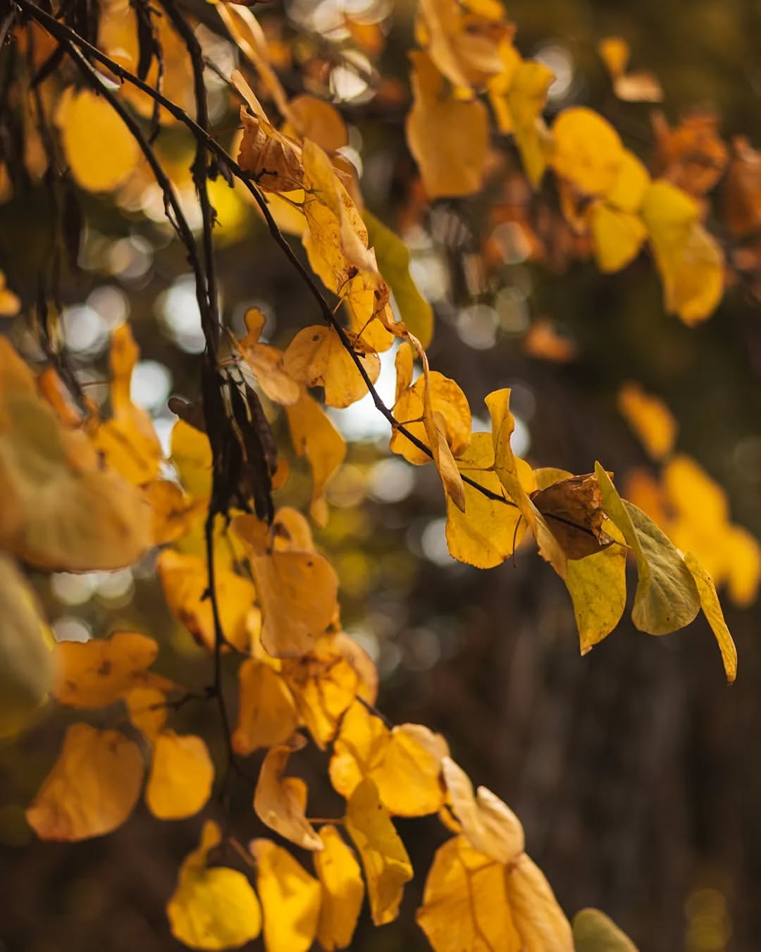 Reflections of autumn trees in the Carmen de los Mártires lake