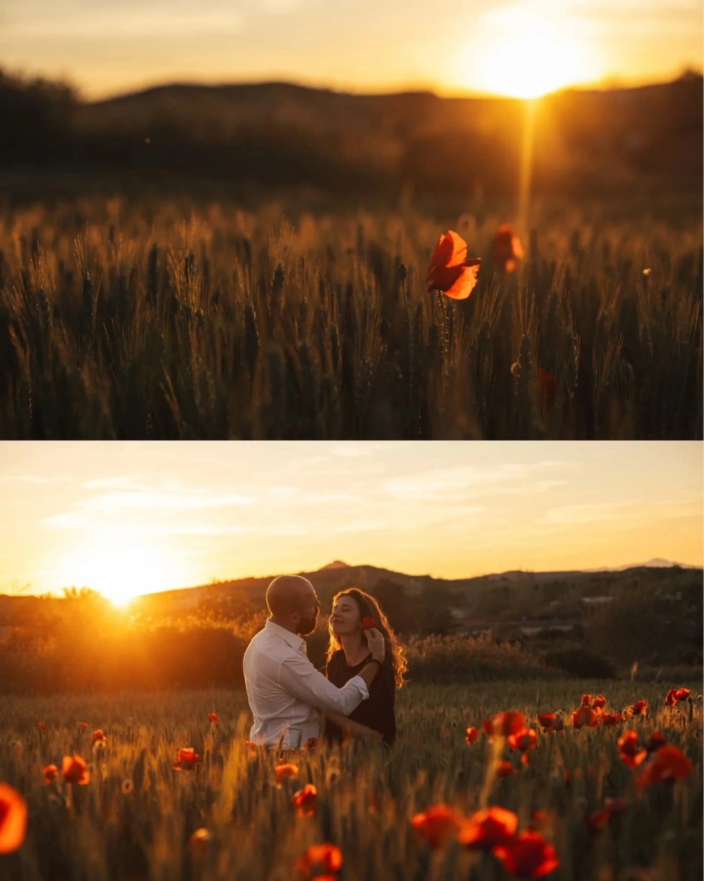 Крупный план красного мака с утренней росой