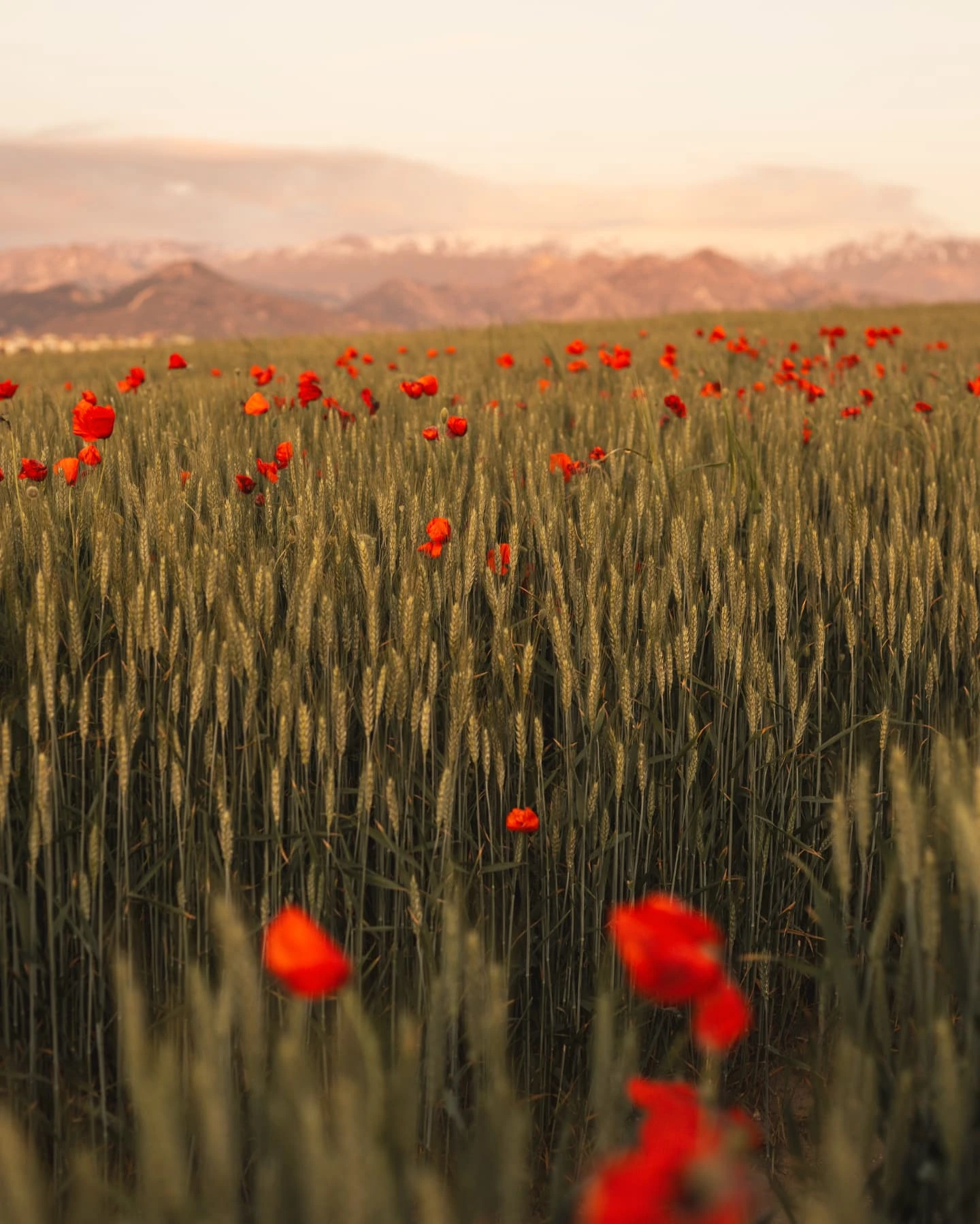 Poppy fields near Montefrío village