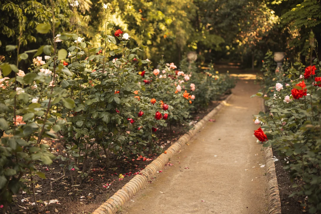 Sun-drenched garden path lined with vibrant roses in Granada, capturing a romantic cottagecore aesthetic for professional spring bloom sessions in Andalusia.
