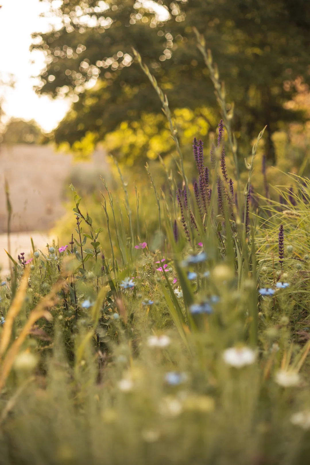 A dreamy cottagecore-style meadow of wildflowers and tall grasses bathed in the soft golden hour glow of a spring bloom in Granada, Andalusia.